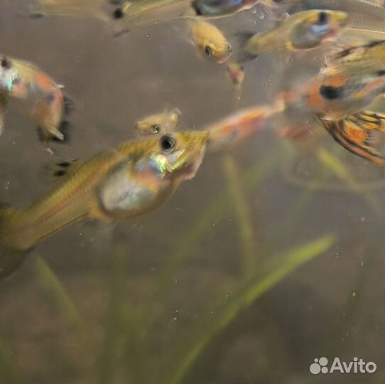 Аквариумные рыбки гуппи