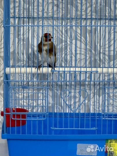 Птица щегол