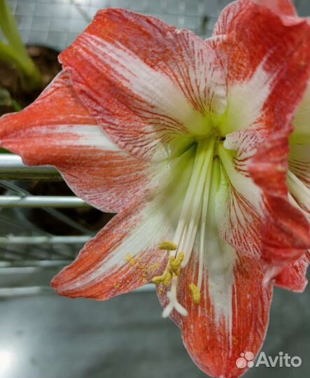 Гиппеаструм и амариллис миксы