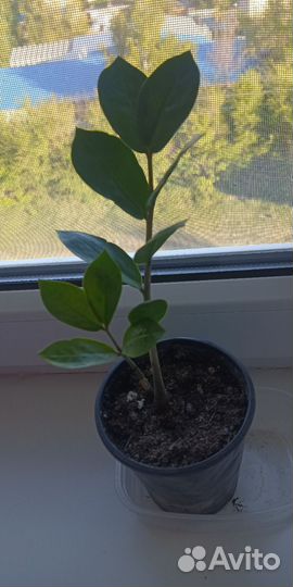 Замиокулькас, толстянка