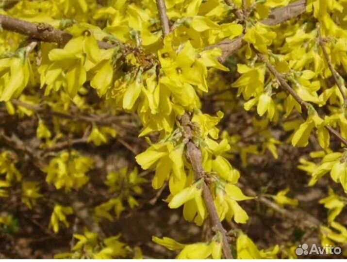 Форзиция сформированный кустарник