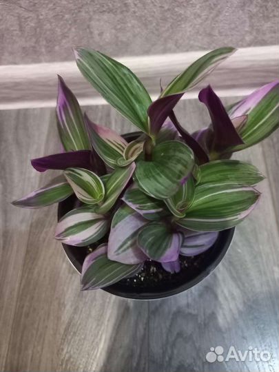 Традесканции