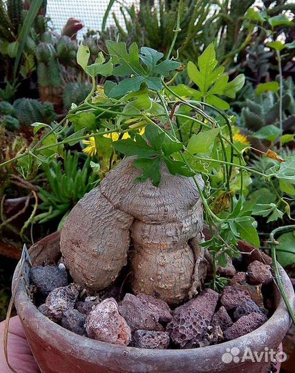 Каудексы, семена