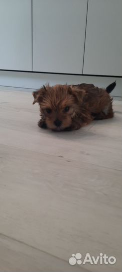 Йоркширский терьер щенки