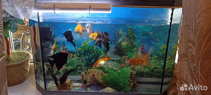 Аквариум с рыбками