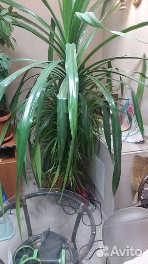 Пальма панданус