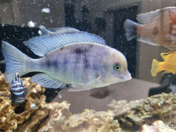 Голубой дельфин