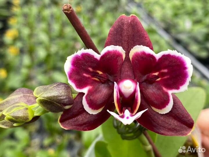 Орхидея MF066- Bloody Mary