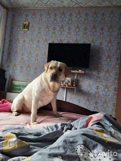 Лабрадор для вязки