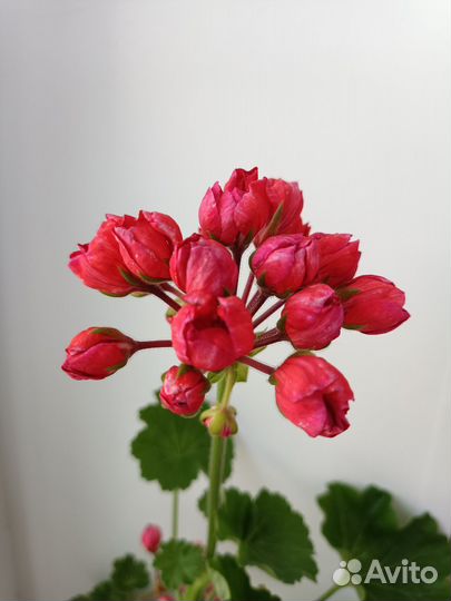 Пеларгония герань тюльпановидная сортовая