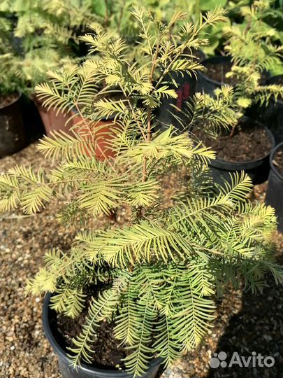 Метасеквойя