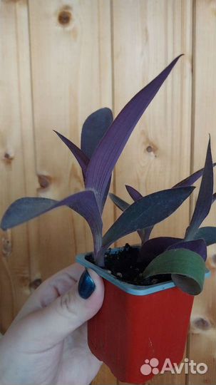 Сеткреазия