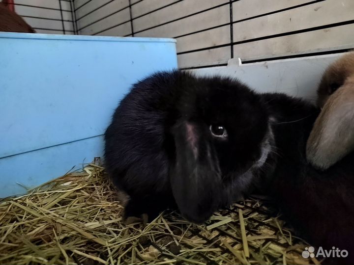 Кролик минилоп minilop