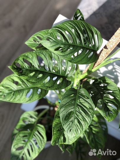 Монстера манки маск