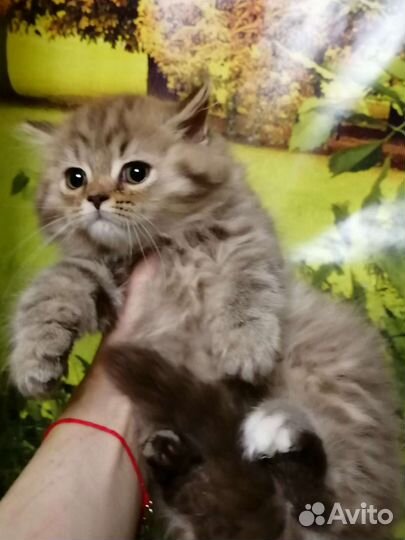 Циннамоновый пушистик