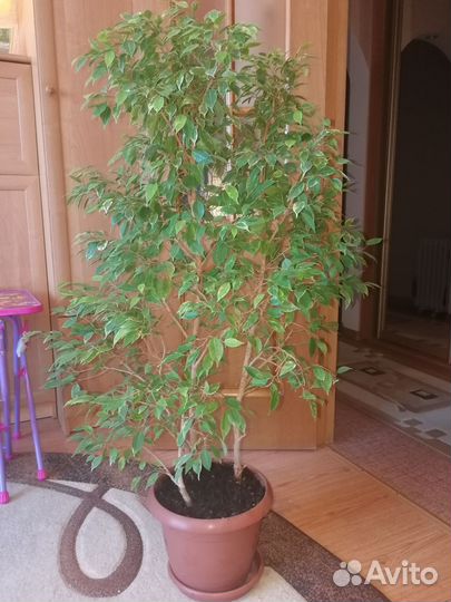 Фикус