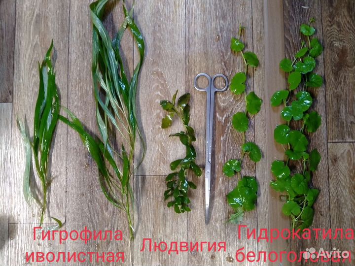 Аквариумные рыбки и растения, грунт