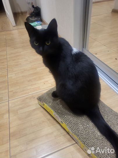 Кошка котенок черная