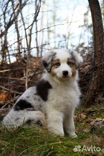 Щенки аусси