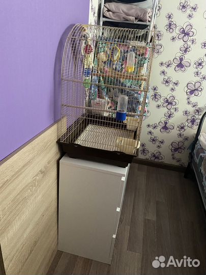 Попугай корелла с клеткой