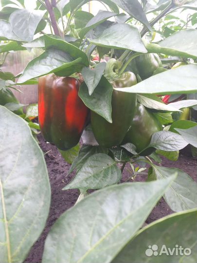 Помидоры, Перец болгарский