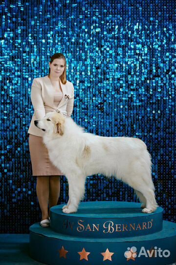 Занятие по хендлингу