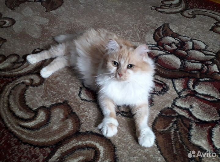 Кошка осталась без хозяйки