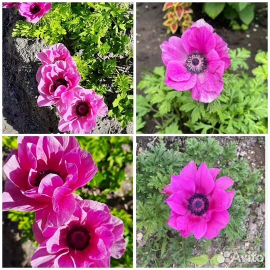 Клубни Корончатых и Махровый Анемонов