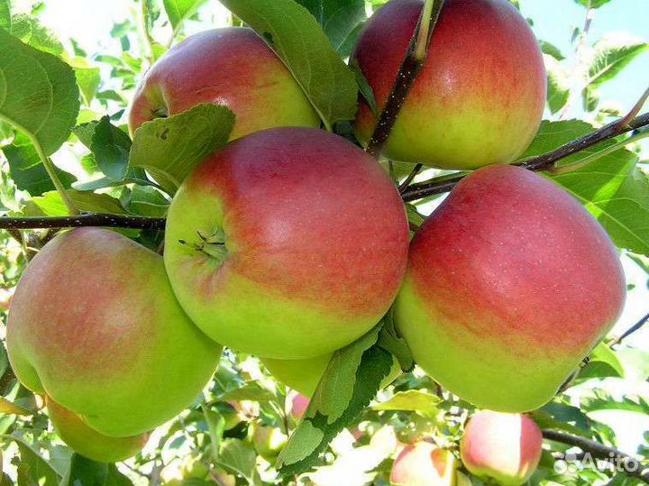 Саженцы яблони полукультурки