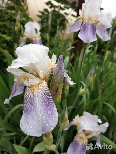 Хоста, ирисы