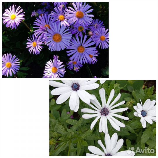 Семена. Лук на посадку. Рассада Чернокорня