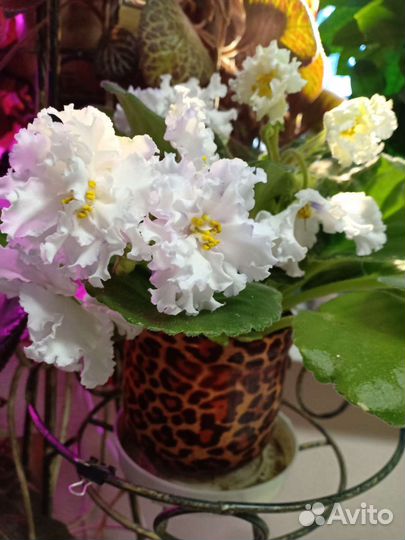 Фиалка белая сорт Айсберг