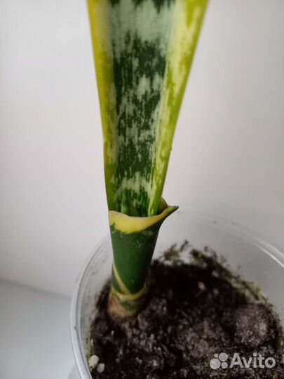 Сансевиерия