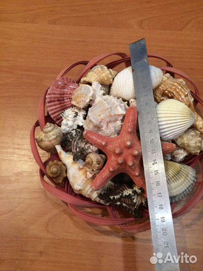 Морские ракушки