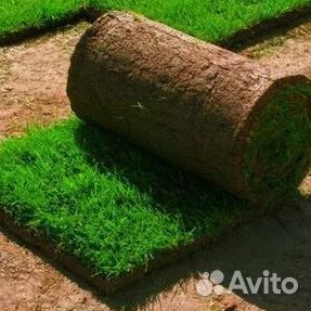 Рулонный газон
