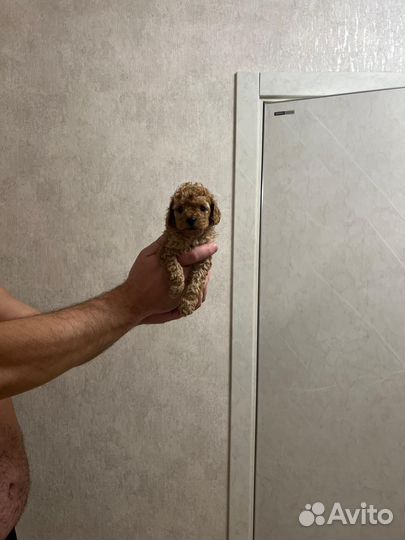 Мальчик и девочка