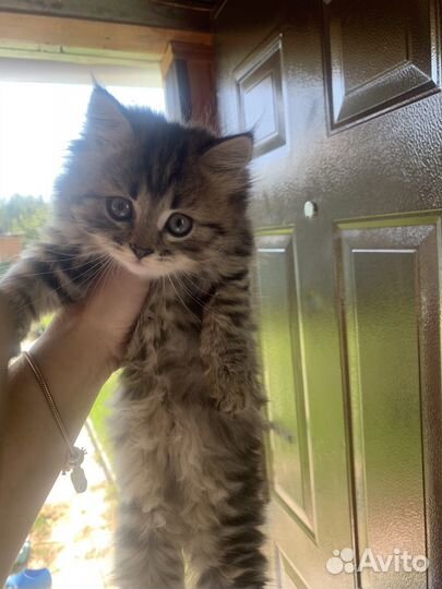 Шотландская кошечка