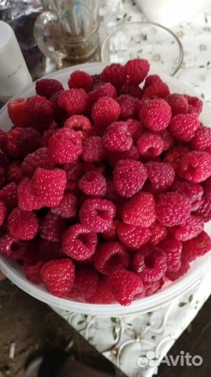 Продаеться рассада малины Бабье лето