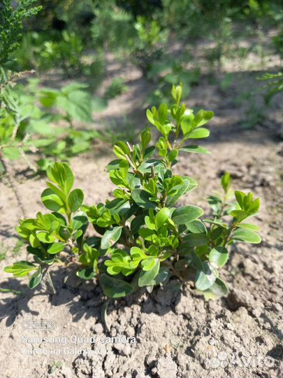 Саженцы самшита