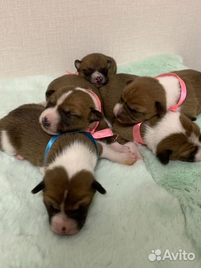 Щенки басенджи