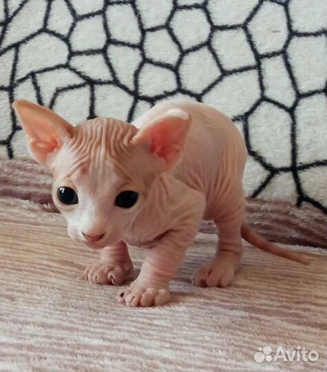 Донской сфинкс котята велюр