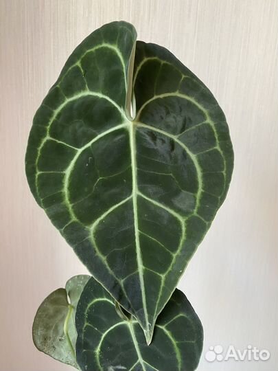 Антуриум кларинервиум