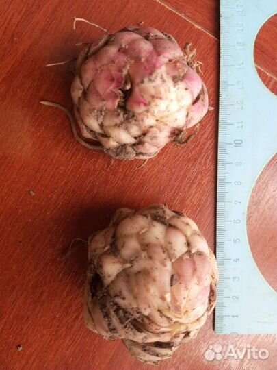 Луковицы азиатских лилий