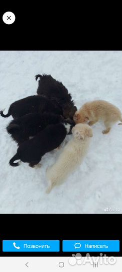 Самоедская лайка в добрые руки