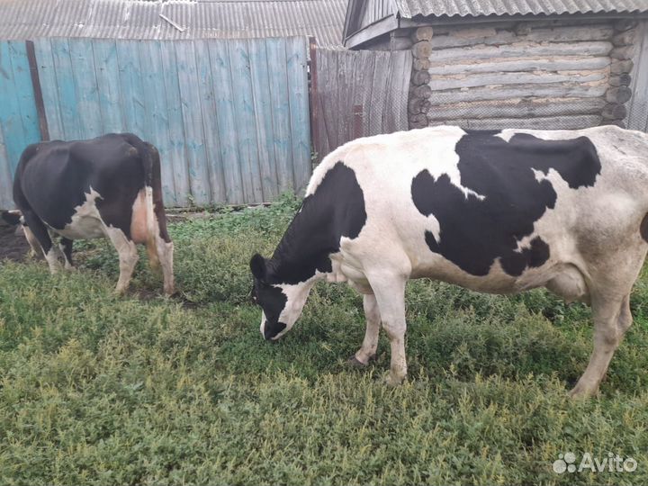 Корова голштинской породы высокоудойная