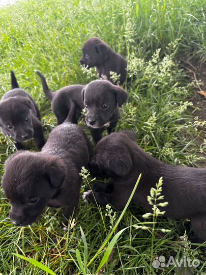 Щенки