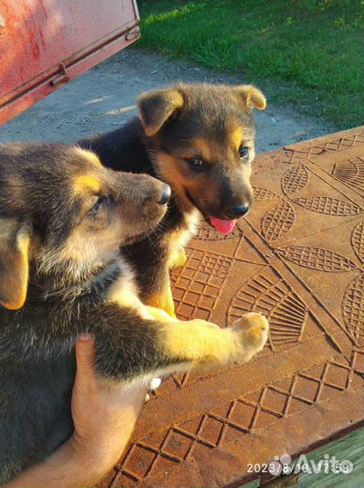 Собаки щенки метисы немецкая овчарка бесплатно