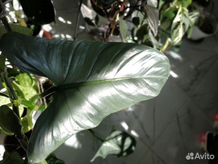 Филодендроны