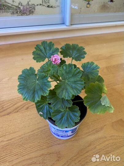 Пеларгония герань сорт Анита