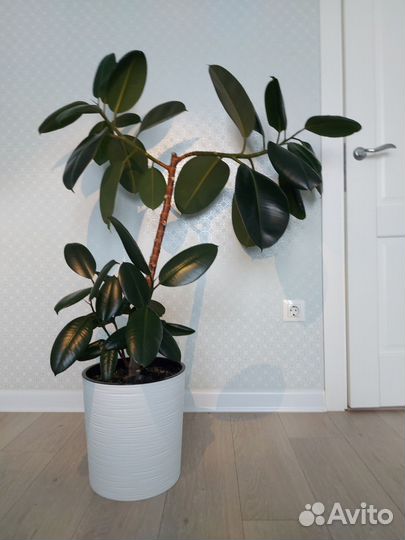 Фикус Elastica Burgundy (эластика)